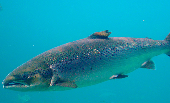 Изучение популяций атлантического лосося