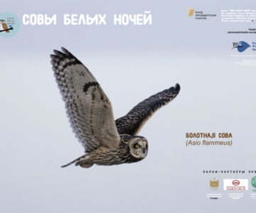 Плакат "Болотная сова".