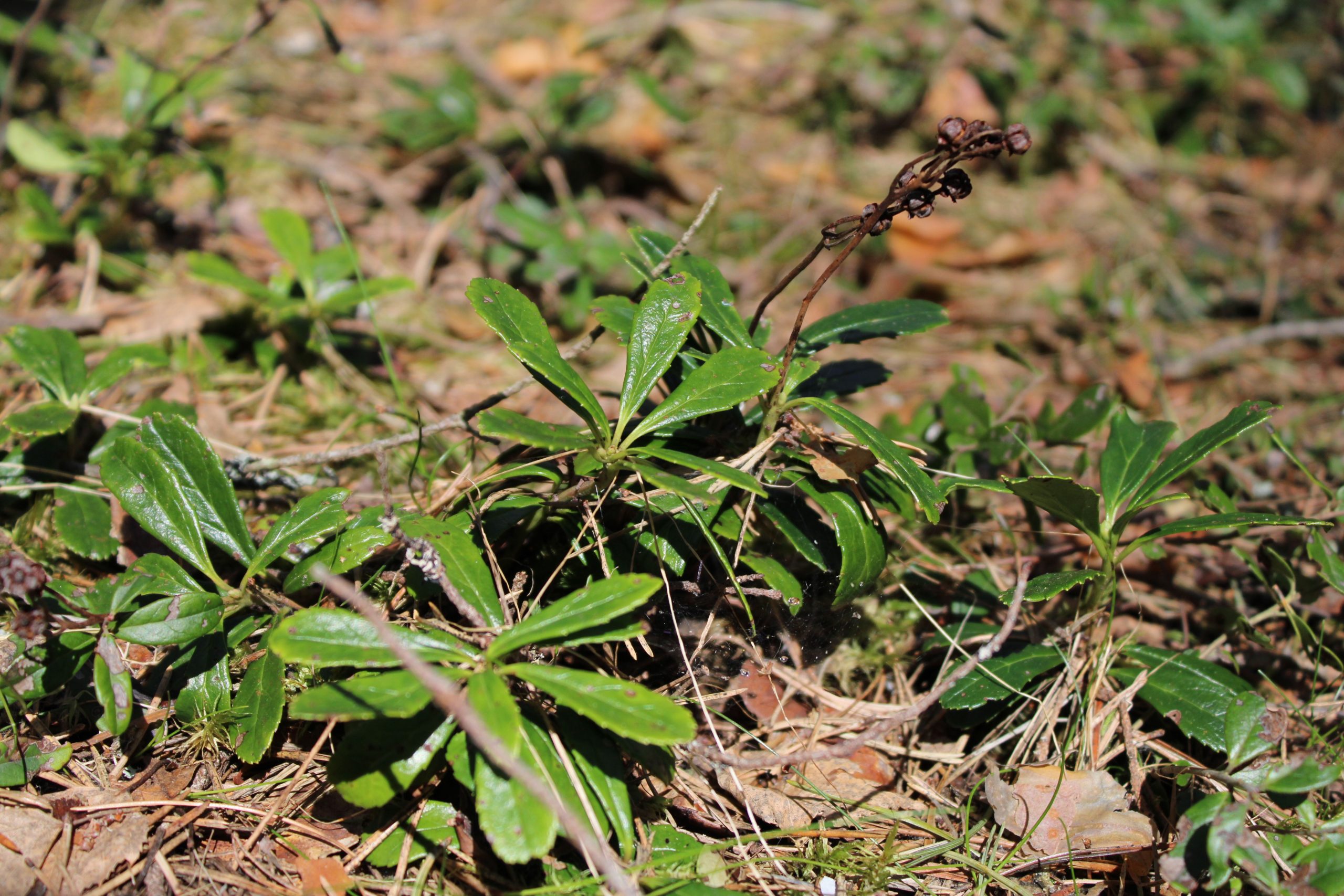 Plant Bikkia species