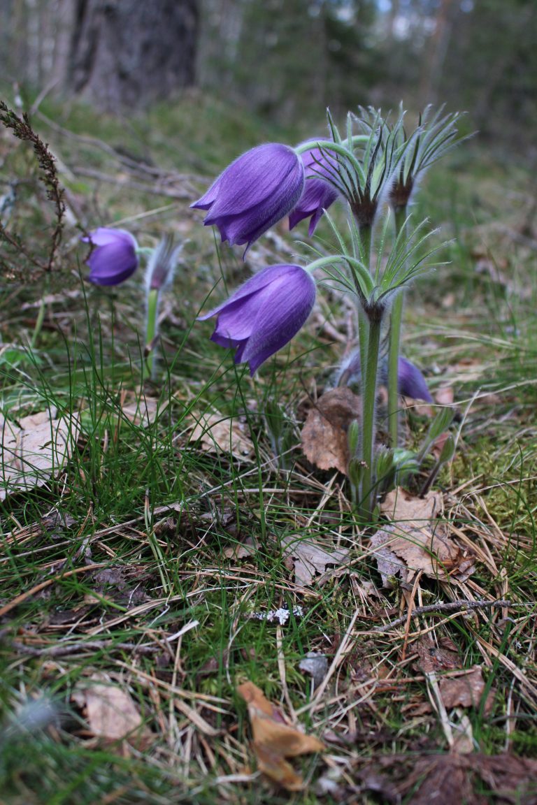 Pulsatilla kostyczewii