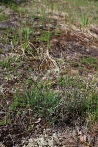 Рис. 7, 8. Gypsophila fastigiata (гипсолюбка пучковатая) на боровых пустошах в урочище Липовые горы