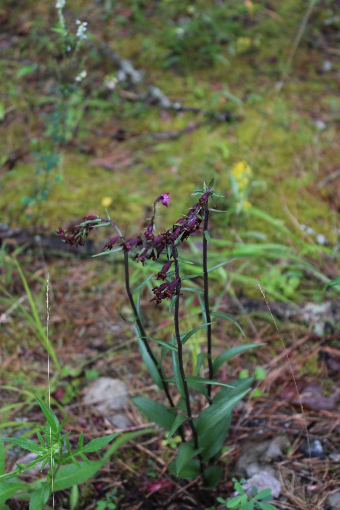 Рис. 18. Epipactis atrorubens (дремлик темно-красный) на опушке сосняка на горе Травяной