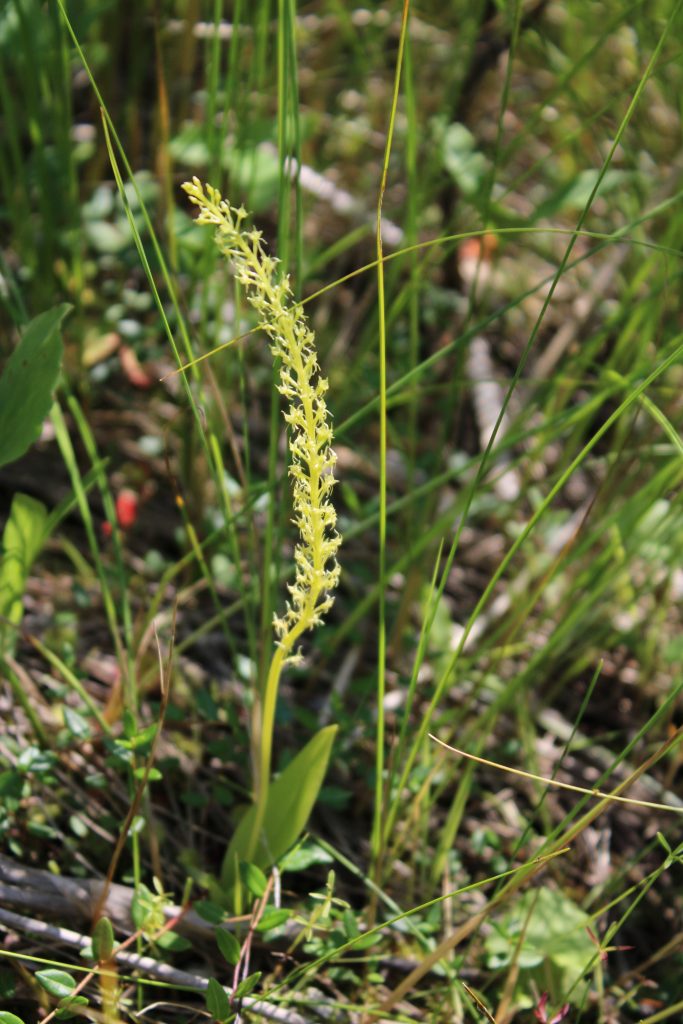 Рис. 4. Орхидея Malaxis monophyllos (мякотница однолистная) (Красная книга Балтийского региона)