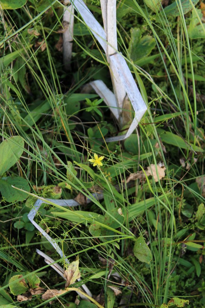 Рис. 6, 7. Охраняемый вид Saxifraga hirculus (камнеломка болотная) на сплавине ключевого болота в долине р. Обла