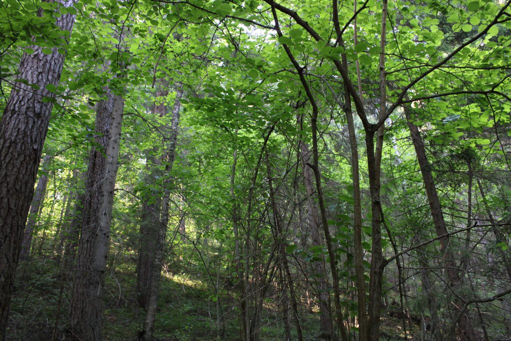 Рис. 13. Сосновый лес с подлеском из лещины на склоне долины р. Обла